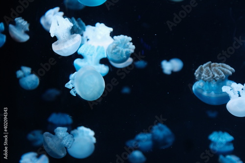jelly fish in the aquarium © Nathaniel