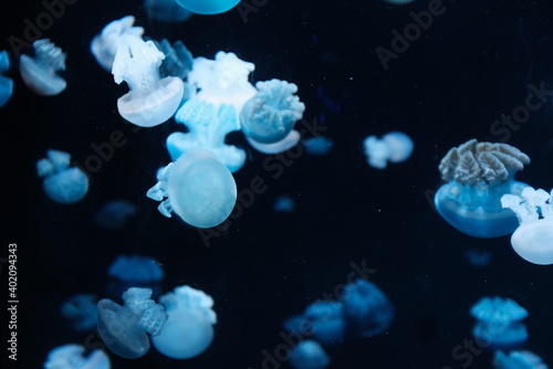 jelly fish in the aquarium