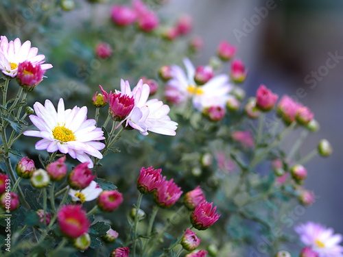 開き始めたスプレーギクの花