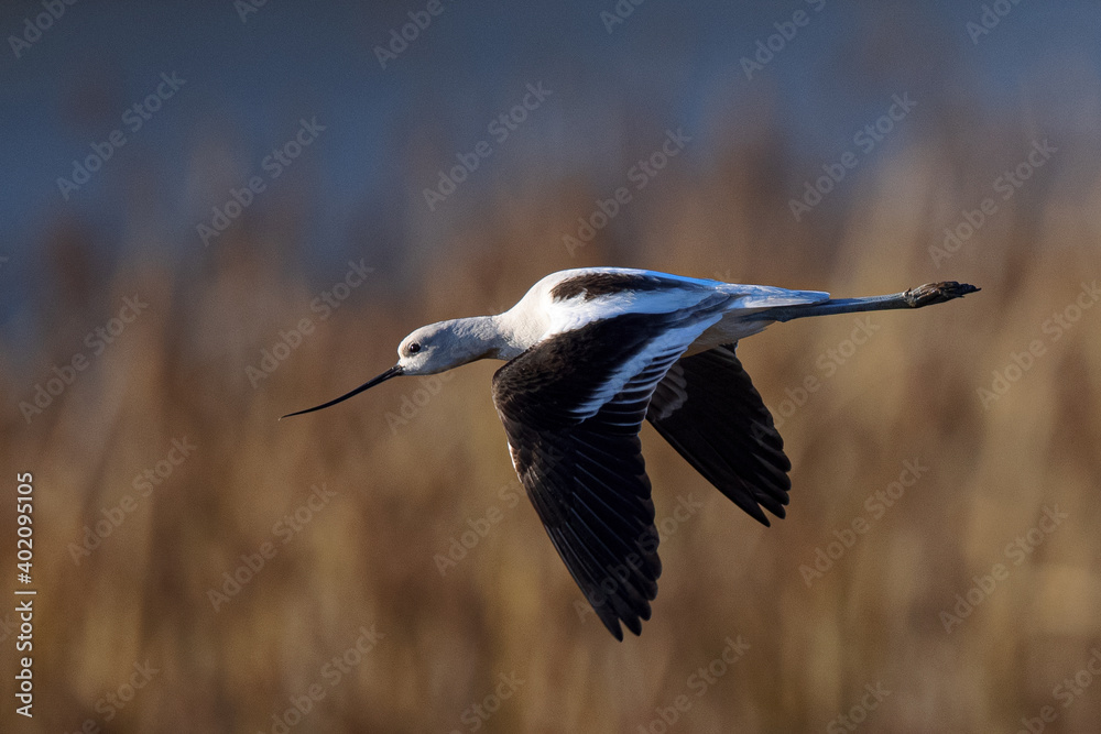 Obraz premium Close-up of an American avocet flying, seen in the wild in a North California marsh 