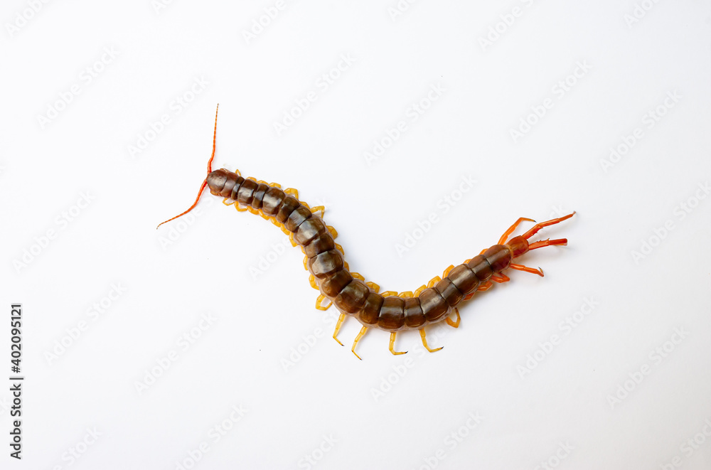 A centipede can bite. It is a poisonous animal and has a lot of legs. A centipede can bite. It is a poisonous animal and has a lot of legs.