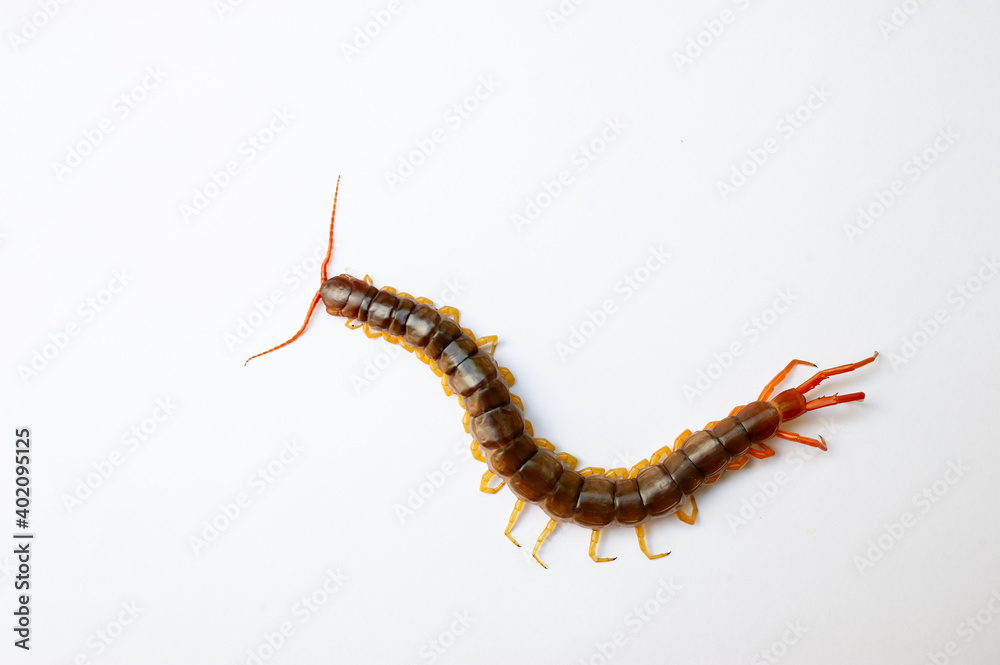 A centipede can bite. It is a poisonous animal and has a lot of legs. A centipede can bite. It is a poisonous animal and has a lot of legs.