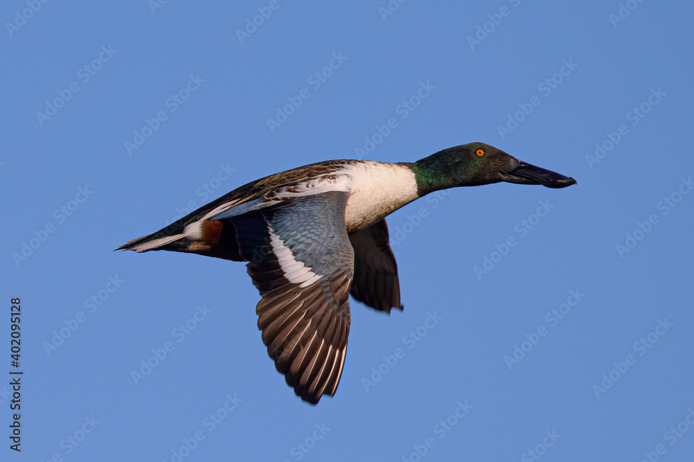 Fototapeta premium Northern Shoveler in beautiful light, seen in the wild in North California