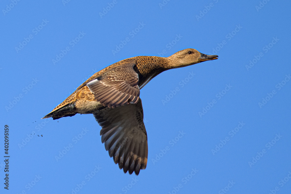 Obraz premium female wild duck, seen in a North California marsh