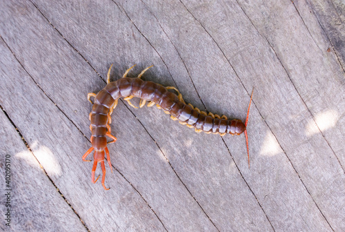 A centipede can bite. It is a poisonous animal and has a lot of legs. © Anan