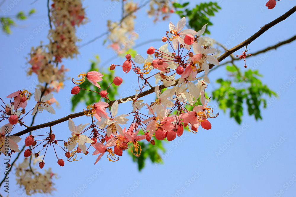 Cassia bakeriana or Kanlapapruek is a medium sized perennial. Can be found in the northeast and north Broad flat leaf bush Pale pink flowers Into a bouquet between discarding or producing new leaves. Cassia bakeriana or Kanlapapruek is a medium sized perennial. Can be found in the northeast and north Broad flat leaf bush Pale pink flowers Into a bouquet between discarding or producing new leaves.