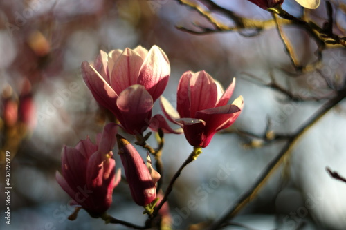 magnolia tree blossom