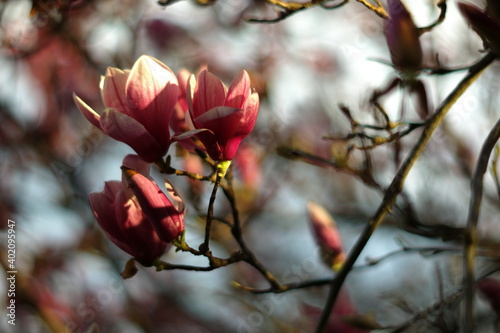 magnolia tree in spring