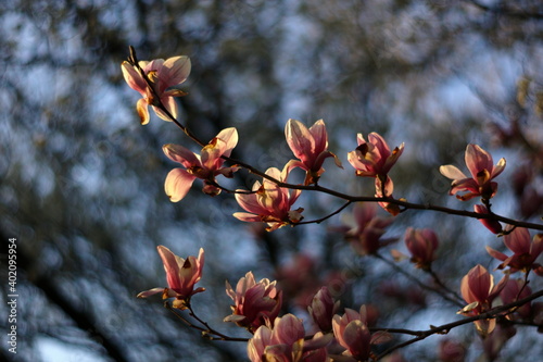 magnolia tree in spring