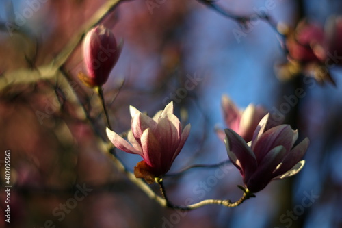 magnolia blossom