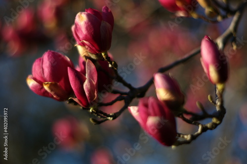 tulip flower