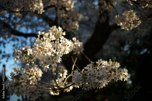 flowers of a tree
