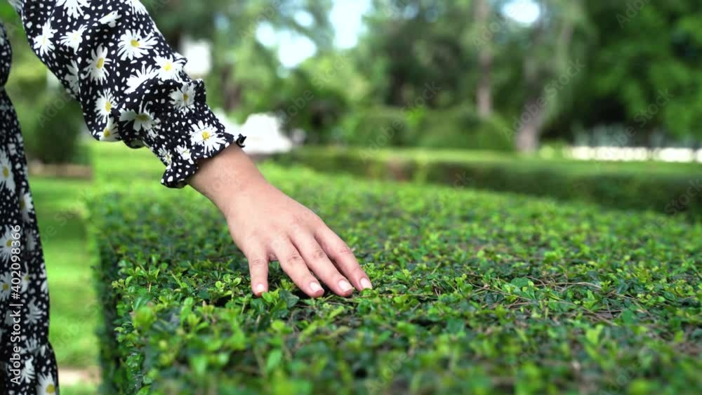 4k Rear view of young Asian woman body in dress walking on the tea plantation farm field in summer. Woman hand touching and stroking green tree plant leaves under sunlight in fresh afternoon. 4k Rear view of young Asian woman body in dress walking on the tea plantation farm field in summer. Woman hand touching and stroking green tree plant leaves under sunlight in fresh afternoon.