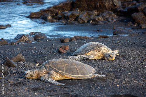 Sea Turtles Sleeping on Punalu'u Black Sand Beach of Big Island