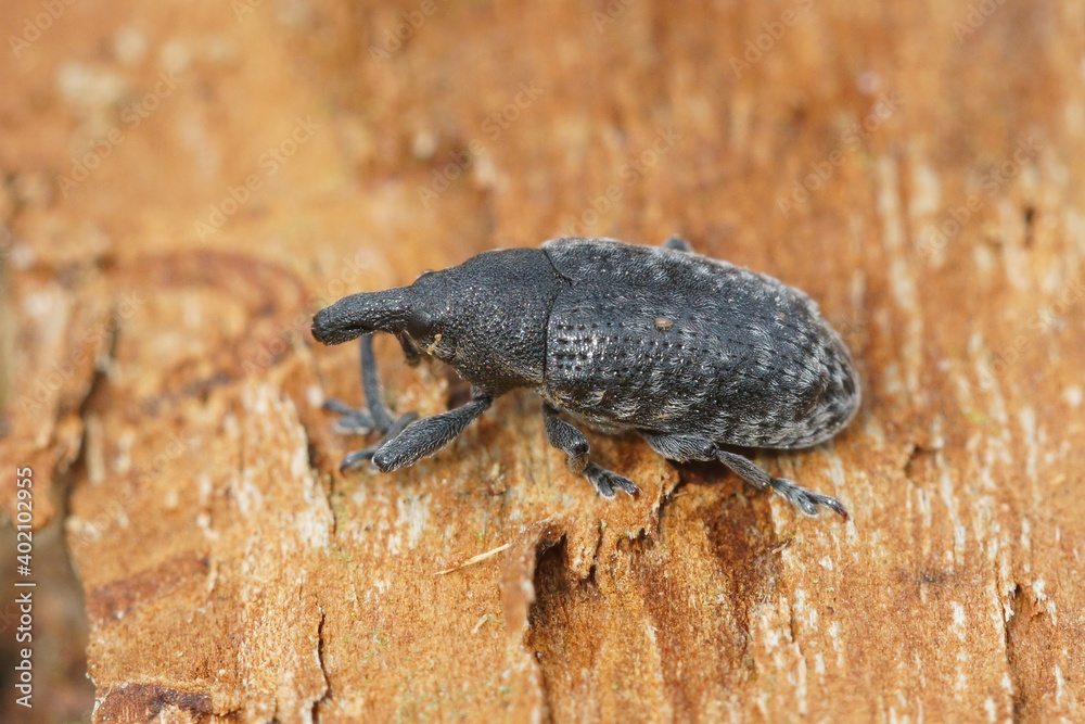 An overwintering Canada thistle bud weevil ( Larinus planus ) hides in dead wood to e safe from frost. These weevils feed on various thistles ... An overwintering Canada thistle bud weevil ( Larinus planus ) hides in dead wood to e safe from frost. These weevils feed on various thistles ...