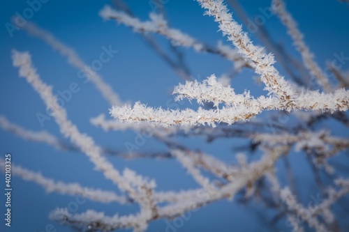 Winter trees in hoarfrost