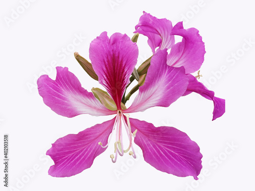 clipping path, closeup purple flowers on whithe background.  photo
