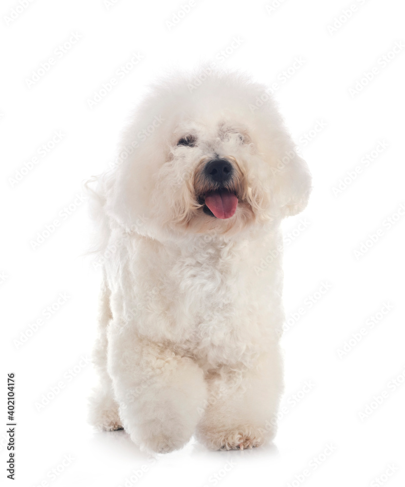 Bichon Frise in studio