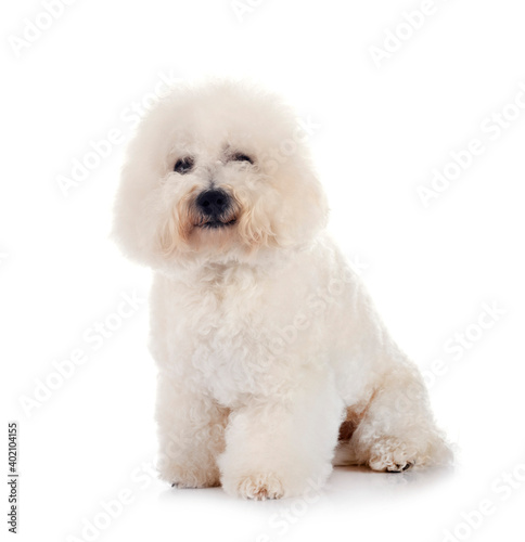 Bichon Frise in studio