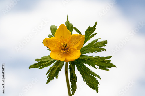 A close-up photo of tipton weed of which Latin name is Hypericum calycinum. Its original habitat is the Mediterranean and it grows in that climate. This fascinating photo is from Turkey.  photo