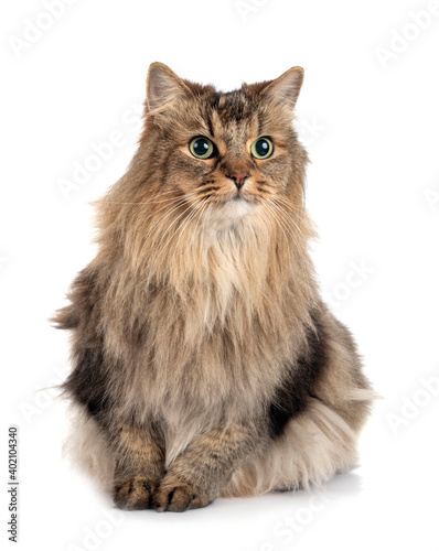 Cuadro en lienzo siberian cat in studio