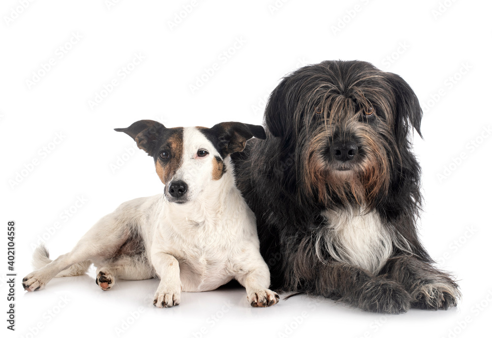 jack russel terrier and Pyrenean Sheepdog