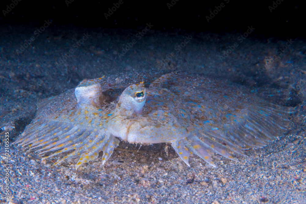 Peacock flounder (Bothus mancus), also known as the flowery flounder