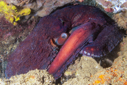 Day octopus (Octopus cyanea), also known as the big blue octopus hiding under a rock in tropical coral reef near Anilao, Philippinpes.