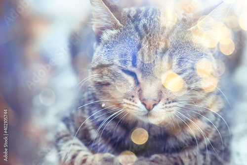 sun cat spring, spring portrait of a cute domestic cat © kichigin19