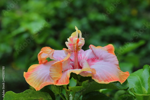 Closeup Dienie Gommer Hibiscus flower in the garden photo