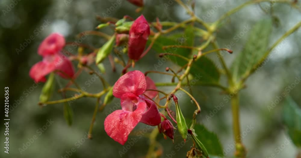 Impatiens noli-tangere (touch-me-not balsam) flower in the forest during the fog Impatiens noli-tangere (touch-me-not balsam) flower in the forest during the fog