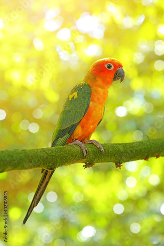 A cute sun conure or sun parakeet parrot on branch with bokeh beautiful natural background