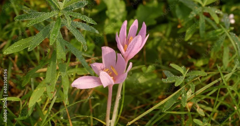 Colchicum autumnale, commonly known as autumn crocus Colchicum autumnale, commonly known as autumn crocus