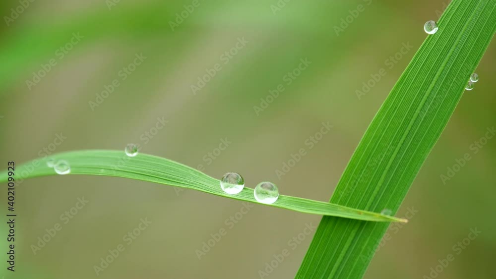 a beautiful drop water on grass in the morning a beautiful drop water on grass in the morning