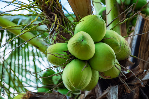 coconuts on the tree