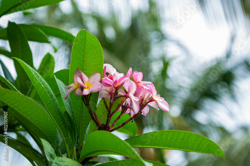 pink frangapani flowers in spring photo