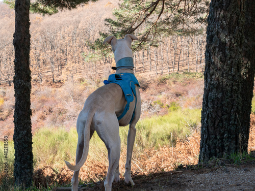 A back view of an adorable alert whippet dog in a comfortable harness standing outdoors photo