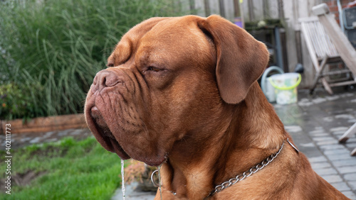 portrait photo of big brown dog bullmastiff who is drooling
