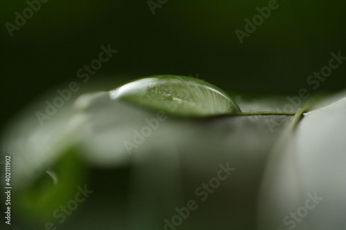 Morgentautropfen auf Blatt
Drop on Leaf