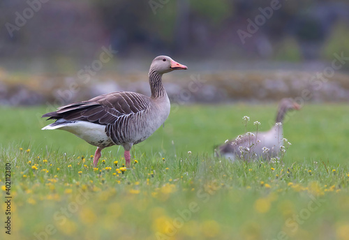 The greylag goose (Anser anser) is a species of large goose in the waterfowl family Anatidae and the type species of the genus Anser.