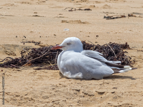 Seagull resting on the beach - Torquay, Victoria, Australia photo