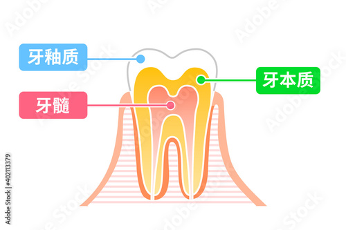 Tooth structure diagram: Dental illustration