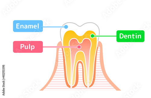 Tooth structure diagram: Dental illustration