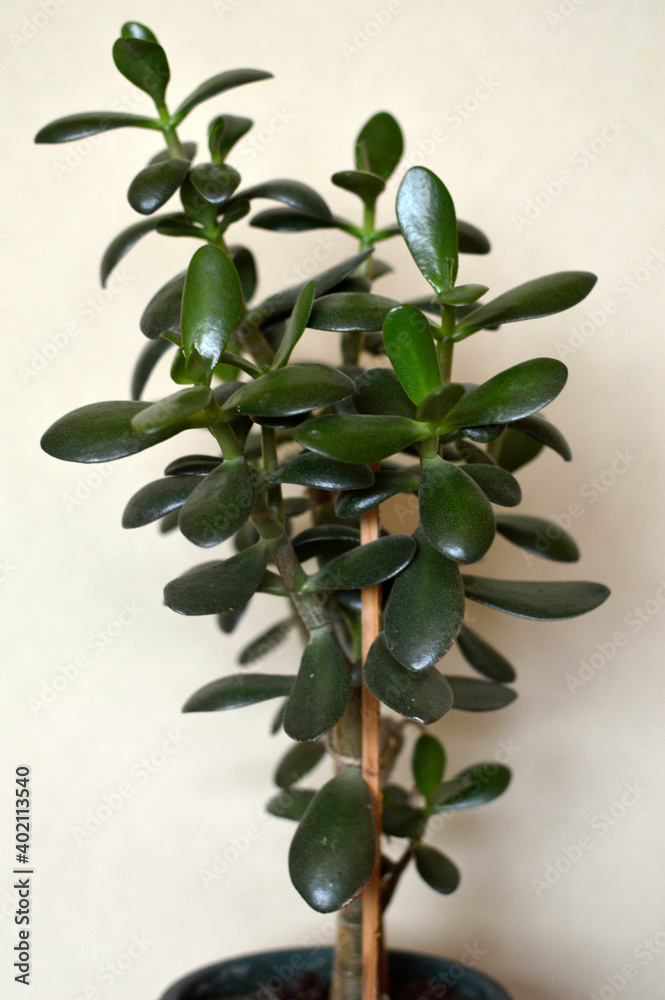 potted crassula ovata, jade tree plant, close up potted crassula ovata, jade tree plant, close up