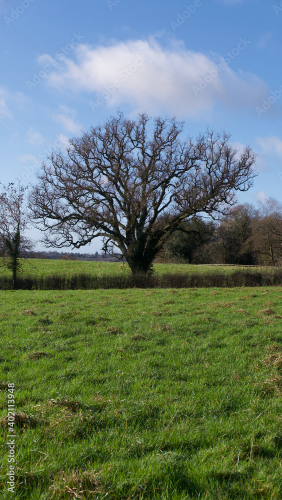 Single English oak tree in field in winter with copyspace Single English oak tree in field in winter with copyspace