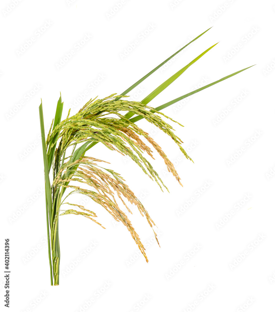 Naklejka premium Ears of paddy rice grain isolated on white background
