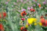 Red poppies blooming in the field with other wild flowers and herbs