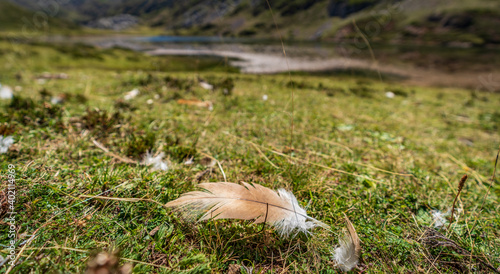 Feather on the ground with shallow depth of field photo