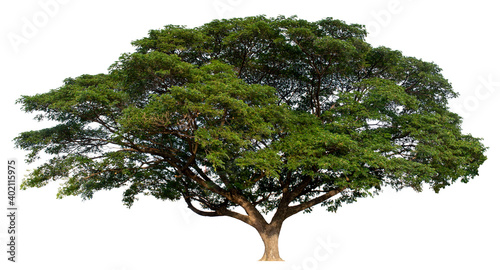 Large trees with edible fruits are completely separated from the white background.