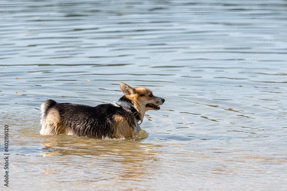 Welsh Corgi dog swims in the lake and enjoys a sunny day Welsh Corgi dog swims in the lake and enjoys a sunny day